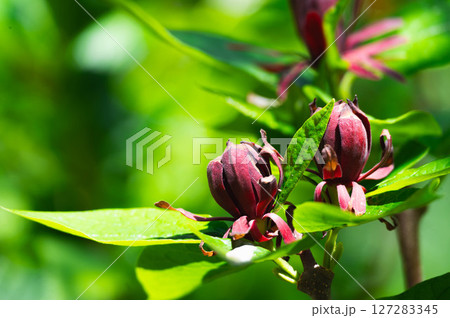 クロバナロウバイ 127283345