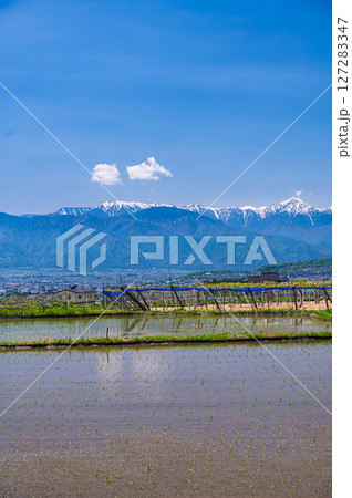 田植え頃の田園風景と北アルプス 田植え頃の田園風景と北アルプス 127283347