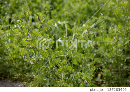 ヤハズエンドウ(カラスノエンドウ) ヤハズエンドウ(カラスノエンドウ) 127283493