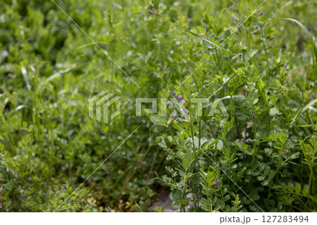 ヤハズエンドウ(カラスノエンドウ) ヤハズエンドウ(カラスノエンドウ) 127283494