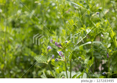 ヤハズエンドウ(カラスノエンドウ) ヤハズエンドウ(カラスノエンドウ) 127283495
