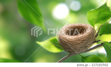 Empty bird nest resting on tree branch amidst lush green leaves 127283502