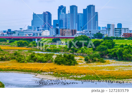日本の東京都市景観6月14日…多摩川や川崎・武蔵小杉駅前のタワーマンション群、水鳥など望む＝令和7年 127283579