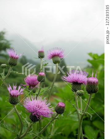 初夏のノアザミ（Cirsium japonicum） 127283585