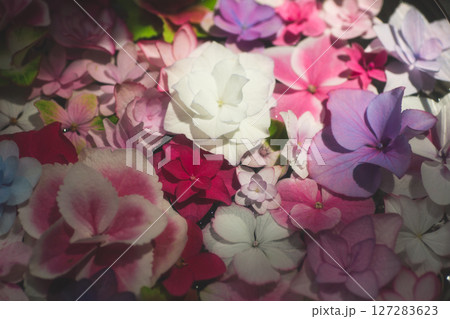 色とりどりの花,Colourful flowers 127283623