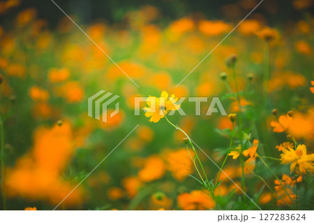 ふんわりキバナコスモス、Yellow cosmos ふんわりキバナコスモス、Yellow cosmos 127283624