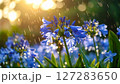 梅雨～雨に濡れたアガパンサスの花 127283650