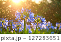 梅雨～雨に濡れたアガパンサスの花 127283651