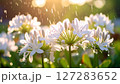 梅雨～雨に濡れたアガパンサスの花 127283652