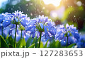梅雨～雨に濡れたアガパンサスの花 127283653