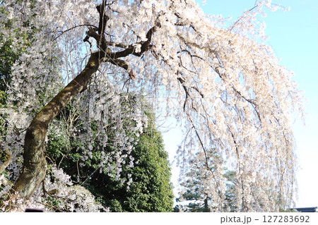 青空の中で綺麗に咲く満開の桜 127283692