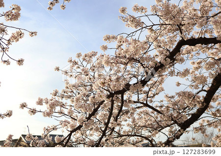 青空の中で綺麗に咲く満開の桜 127283699
