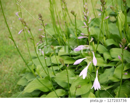 コバギボウシの花 127283736