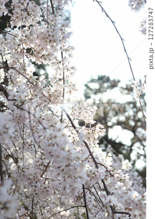 逆光の中で綺麗に咲く満開の桜 127283747