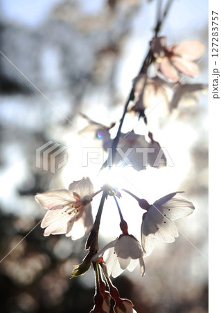逆光の中で綺麗に咲く満開の桜 127283757