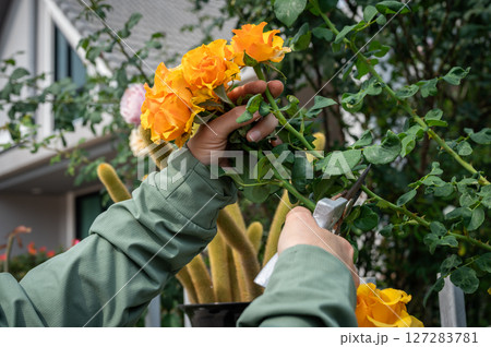Cropped shot view of someone trying to cut halloween roses from rose tree. 127283781