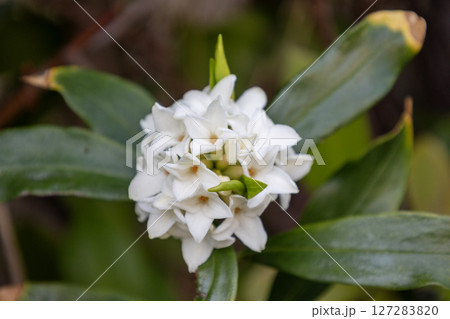 沈丁花の花 沈丁花の花 127283820