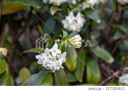 沈丁花の花 沈丁花の花 127283821