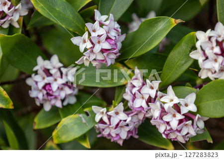 沈丁花の花 沈丁花の花 127283823