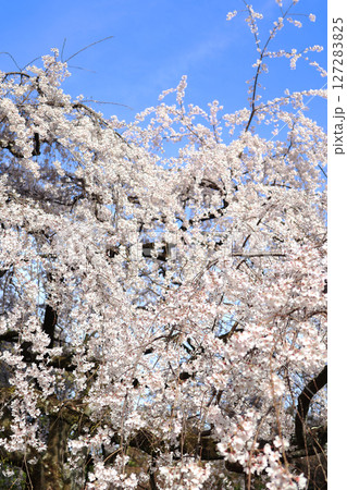 青空の中で綺麗に咲く満開の桜 青空の中で綺麗に咲く満開の桜 127283825