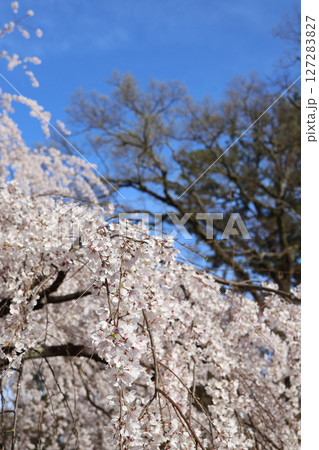 青空の中で綺麗に咲く満開の桜 青空の中で綺麗に咲く満開の桜 127283827