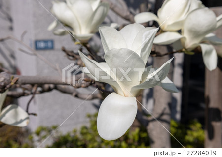 ハクモクレン ハクモクレン 127284019