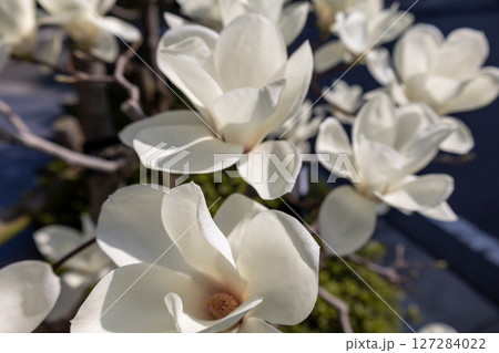 ハクモクレン 127284022