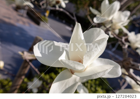 ハクモクレン 127284023