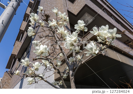 ハクモクレン 127284024