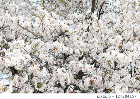 夕方の青空の中で綺麗に咲く満開の桜 127284157