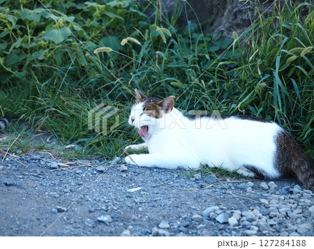 草むらであくびをする猫 127284188