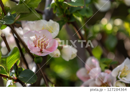 マボケの花 マボケの花 127284364