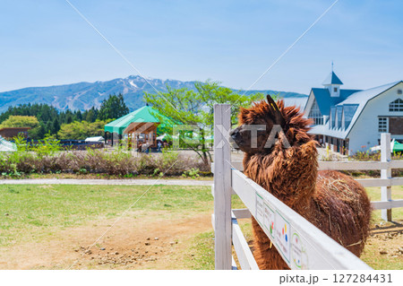 ひるがの高原 牧歌の里〈岐阜県郡上市〉 127284431