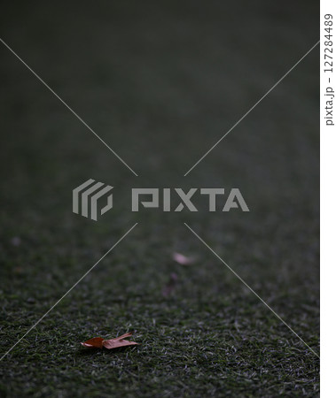 black and white of brown leaf black and white of brown leaf 127284489
