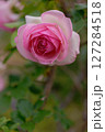 まったりとした薔薇、ピエールドロンサール 127284518