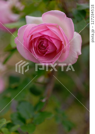 まったりとした薔薇、ピエールドロンサール まったりとした薔薇、ピエールドロンサール 127284518