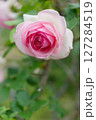まったりとした薔薇、ピエールドロンサール 127284519