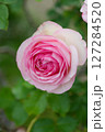 まったりとした薔薇、ピエールドロンサール 127284520
