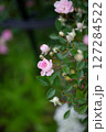 トゲが痛い薔薇、夢乙女 127284522