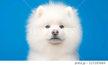 Adorable samoyed dog posing on vibrant blue backdrop 127285084