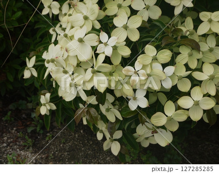 ヤマボウシの花と白い総苞片 ヤマボウシの花と白い総苞片 127285285