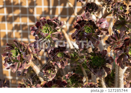 黒法師（クロホウシ） 127285744