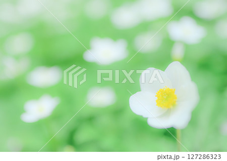 春の山野に咲くイチリンソウの花 春の山野に咲くイチリンソウの花 127286323