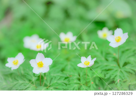 春の山野に咲くイチリンソウの花 127286329