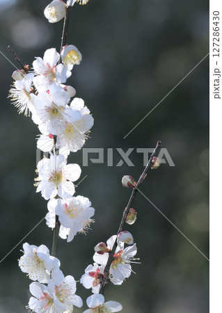 白梅の気品のある香りがただよい始めると春は始まる 127286430