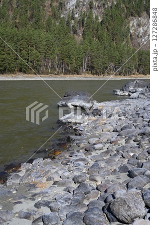 The rocky shore of the Katun River with a mountain overgrown with forest in the Altai Mountains 127286848