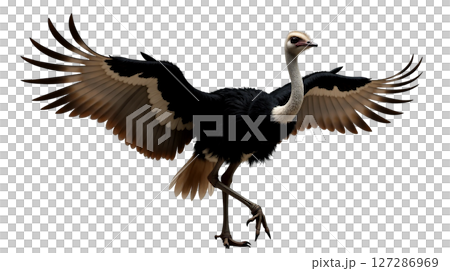 This striking African ostrich displays its impressive black and white plumage while stretching its long neck and massive wings. Captured in a moment of elegance, it showcases its natural beauty. This striking African ostrich displays its impressive black and white plumage while stretching its long neck and massive wings. Captured in a moment of elegance, it showcases its natural beauty. 127286969