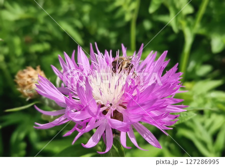 Close-up of busy bees on vibrant Persian cornflower collecting pollen. Psephellus dealbatus flower with distinctive purple petals and white center stand out against green garden Close-up of busy bees on vibrant Persian cornflower collecting pollen. Psephellus dealbatus flower with distinctive purple petals and white center stand out against green garden 127286995