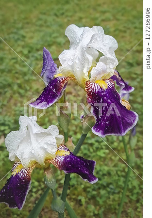 Beautiful iris flowers with water droplets on petals after rain. Vibrant purple colors with intricate yellow and white blossoms Beautiful iris flowers with water droplets on petals after rain. Vibrant purple colors with intricate yellow and white blossoms 127286996