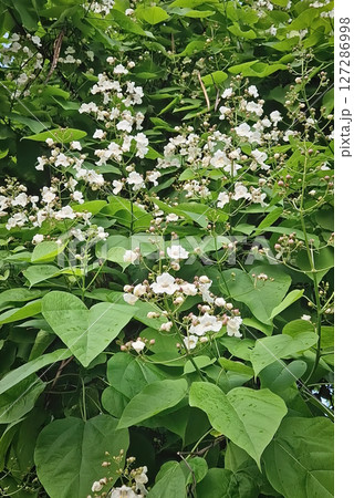 Catalpa tree laden with clusters of white, bell shaped flowers and large, heart-shaped leaves. The blossoms in various stages from bud to full bloom, are interspersed among the rich green foliage Catalpa tree laden with clusters of white, bell shaped flowers and large, heart-shaped leaves. The blossoms in various stages from bud to full bloom, are interspersed among the rich green foliage 127286998